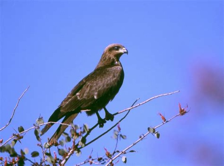 What do black kites eat?