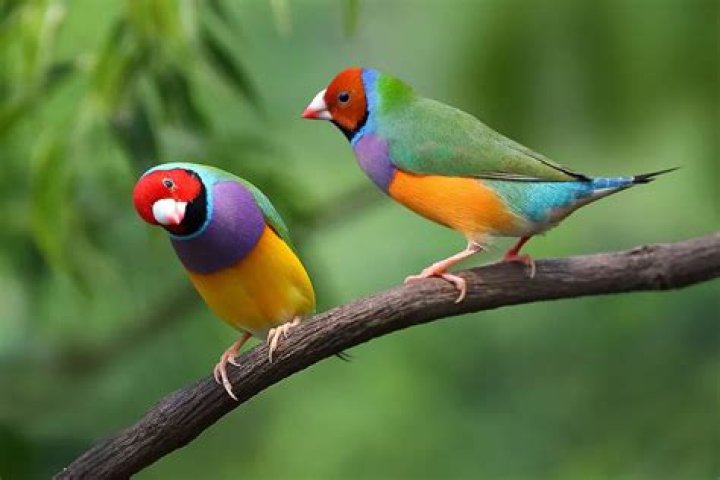 What do gouldian finches eat?