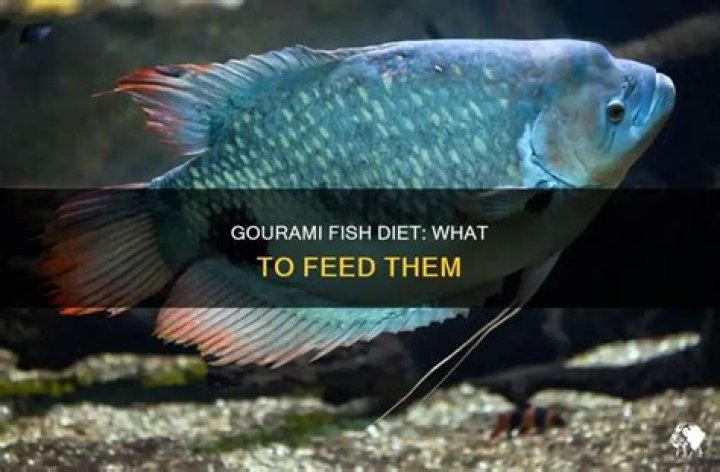 What do gourami fish eat?