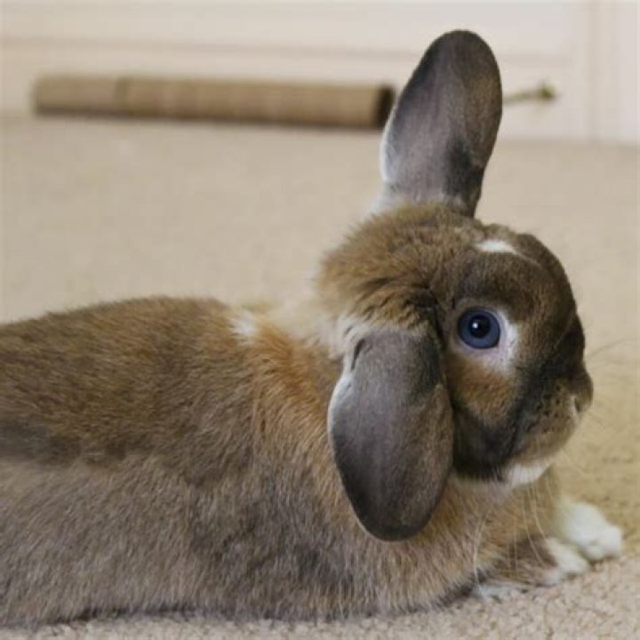 What do holland lops eat?