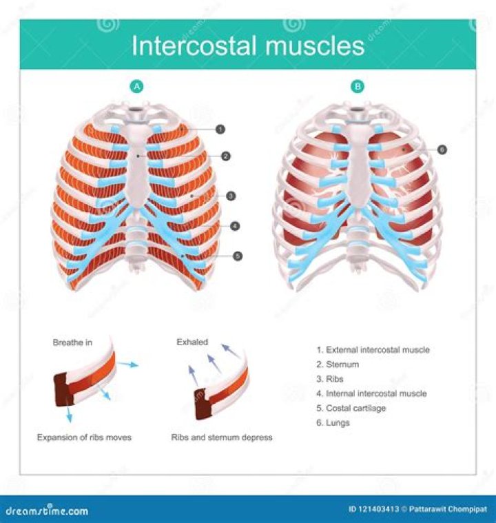 What do intercostal muscles do?