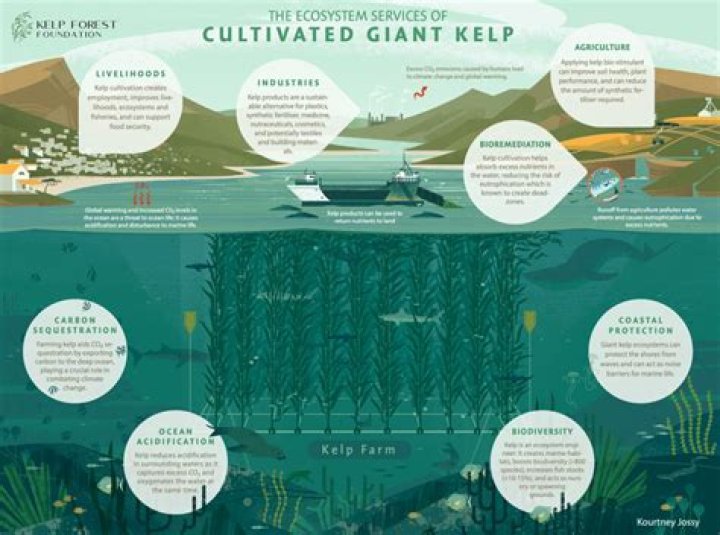 What do kelp greenling taste like?