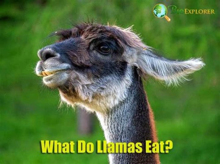 What do llamas do?