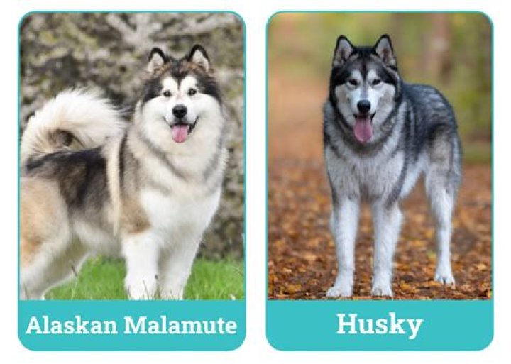 What do malamutes eat?