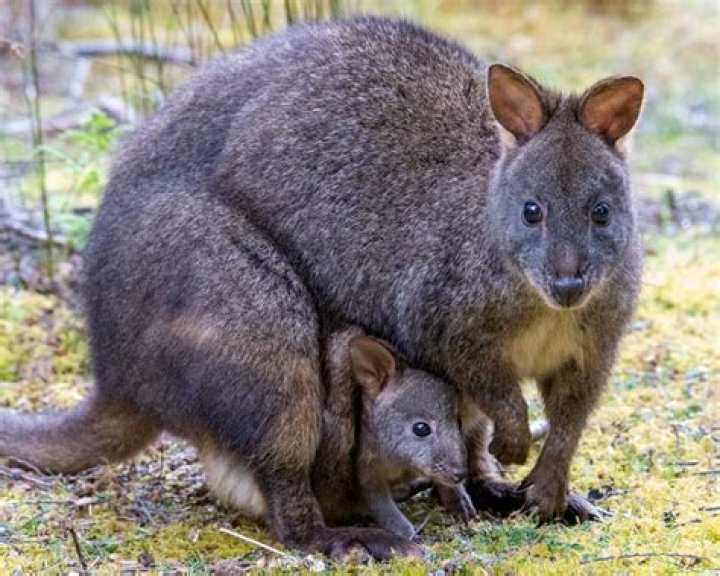 What do pademelons eat?