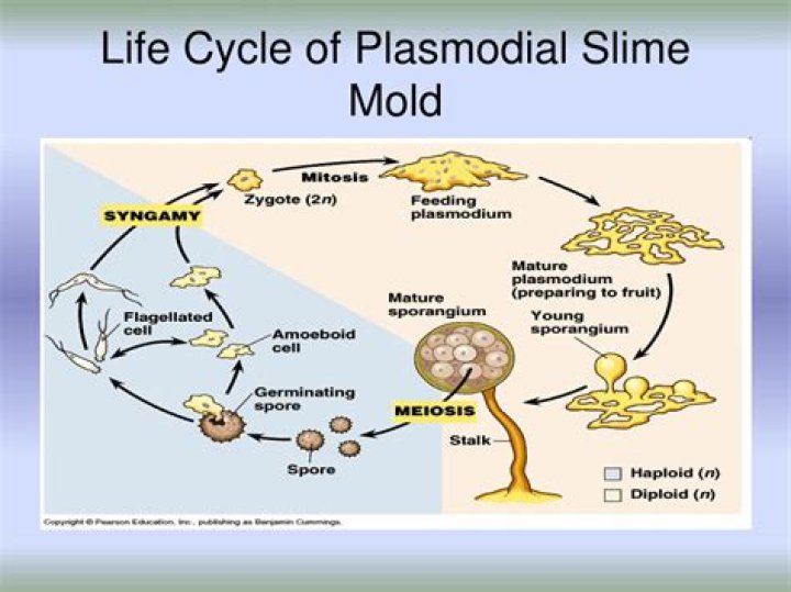 What do plasmodial slime mold?
