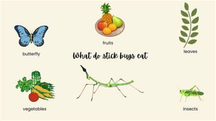 What do stick insect eat?