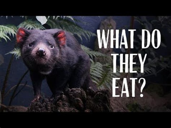 What do tasmanian devils eat?