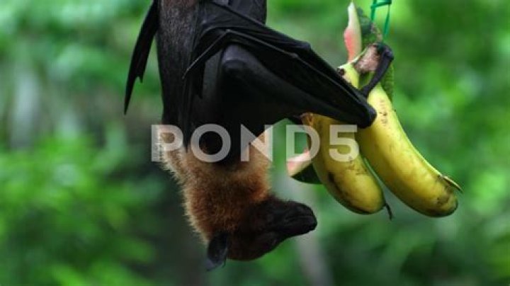 What does a black-eared flying fox eat?