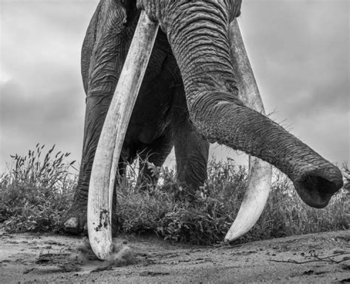 What does a geophagy do?