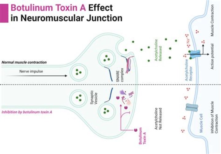 What does a neurotoxin do?