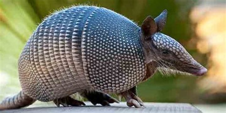 What does a nine-banded armadillo look like?