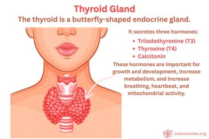 What does a thyroid do in the body?