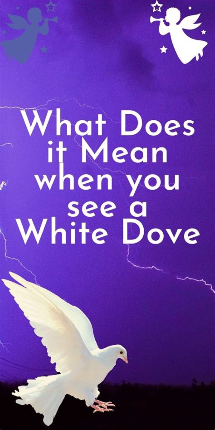 What does a white bird mean?