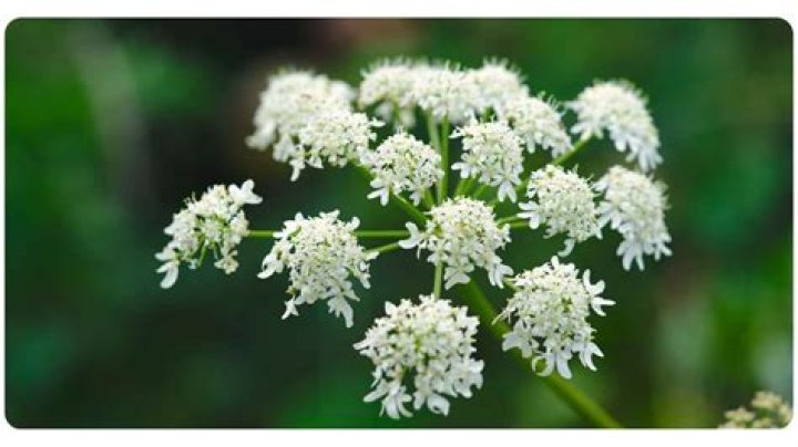 What does angelica root look like?