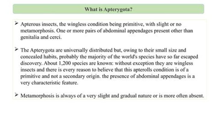 What does apterygota mean?