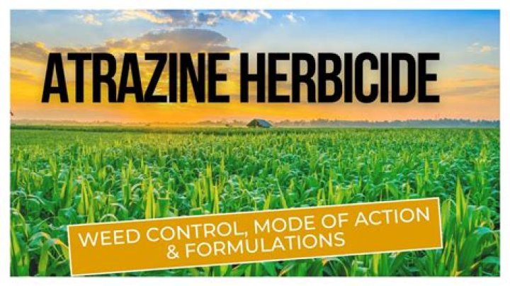 What does arsenal herbicide kill?