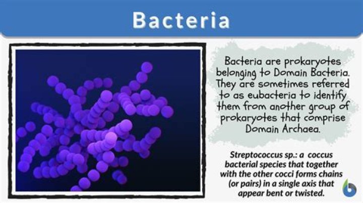 What does bacterial mean?