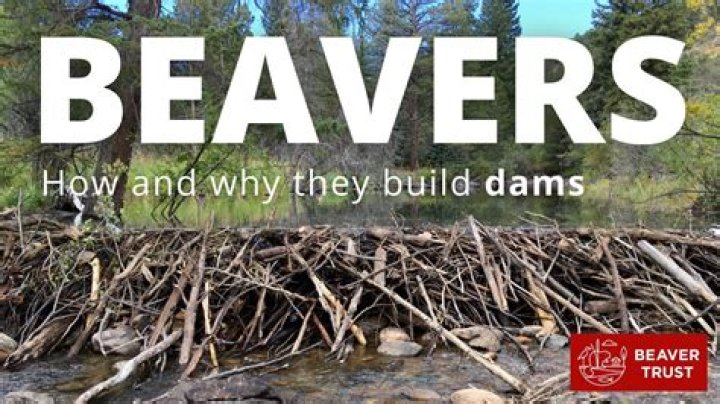 What does beaver represent?