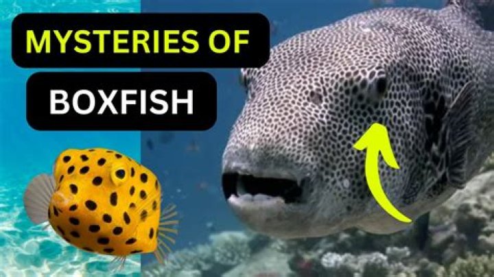 What does boxfish do?