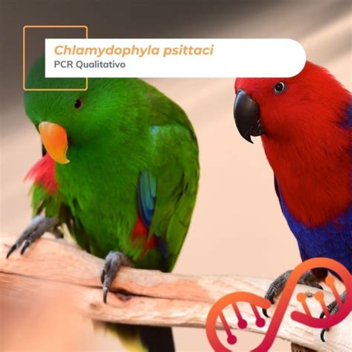 What does chlamydophila psittaci cause?