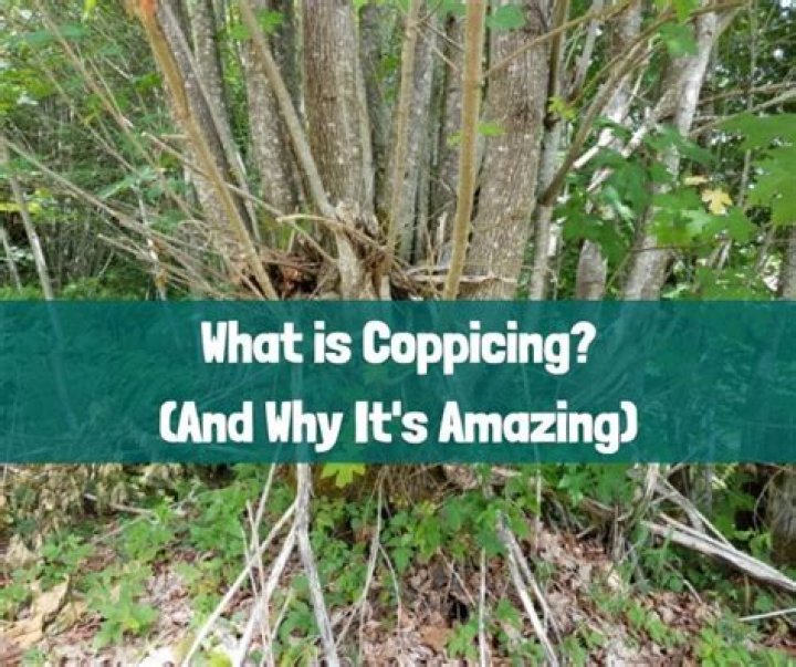 What does coppice trees mean?
