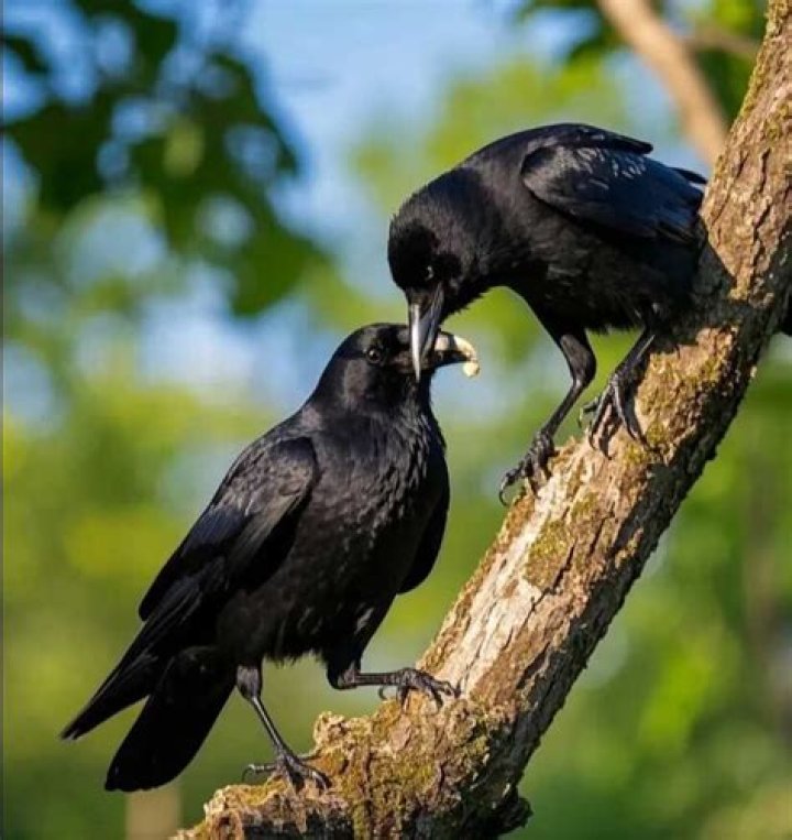 What does crows mean?