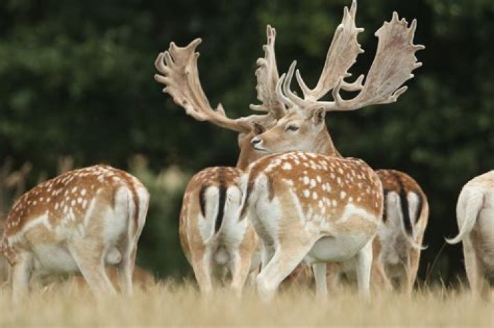 What does fallow deer look like?