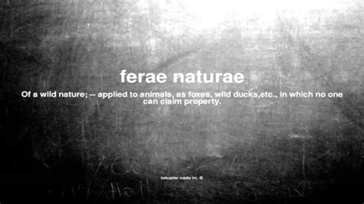 What does ferae naturae mean?