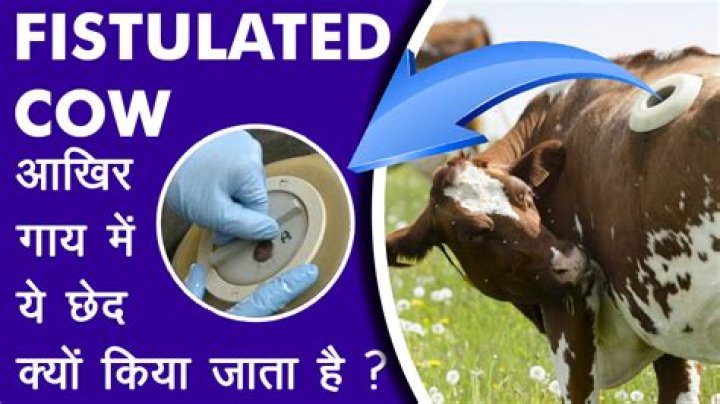 What does fistulated mean?