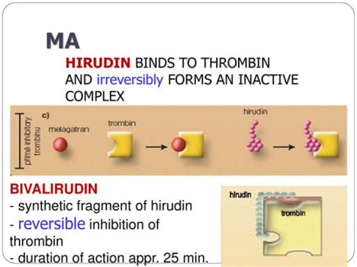 What does hirudin do?