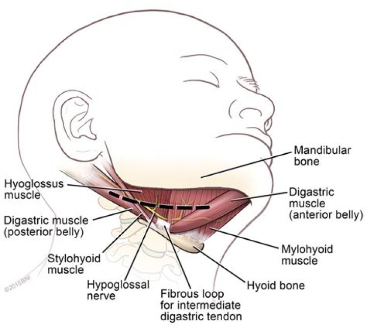 What does hypoglossal mean?