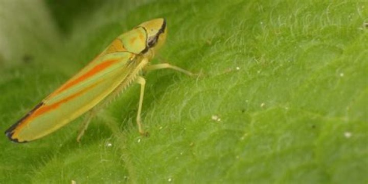 What does leafhopper mean?