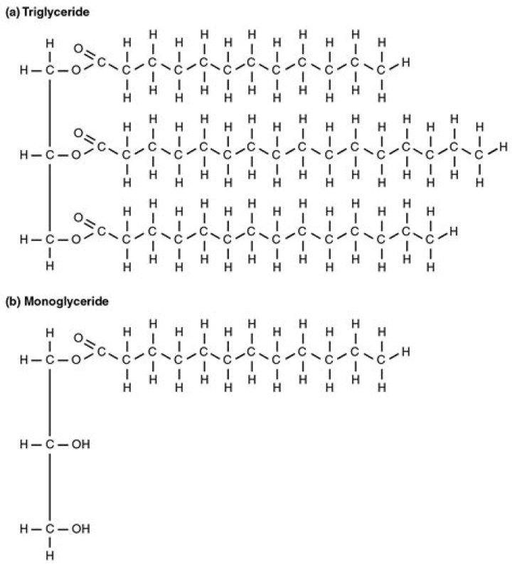 What does monoglyceride do?