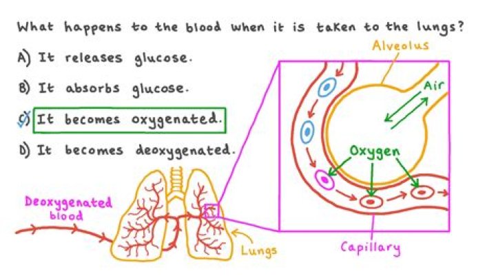 What does non oxygenated mean?