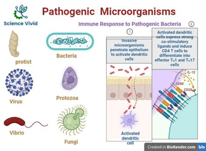 What does non pathogenic?