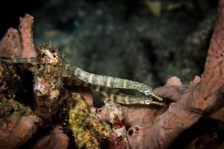 What does pipefish eat?
