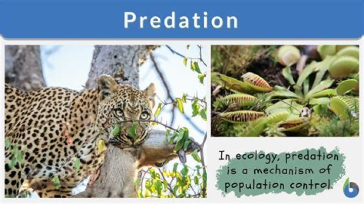What does predation mean in science?