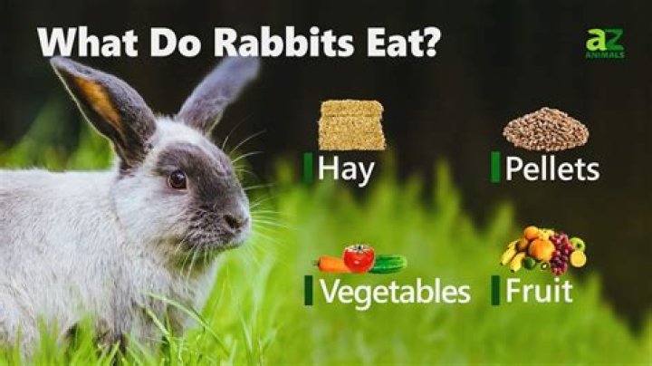 What does rabbit eat?