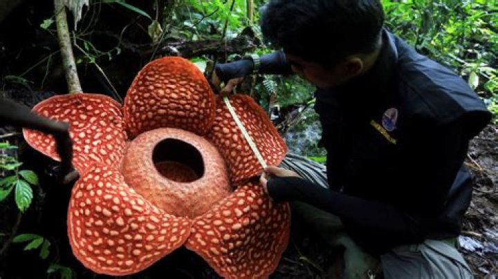 What does rafflesia smell like?