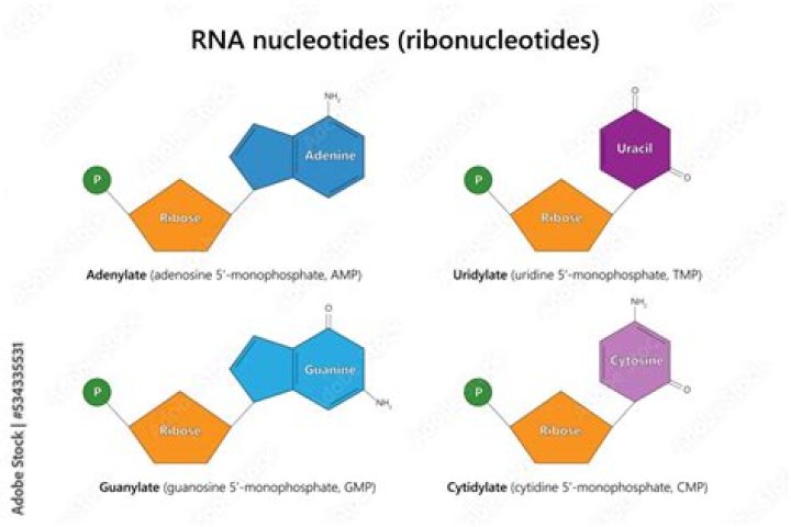 What does ribonucleotides mean?