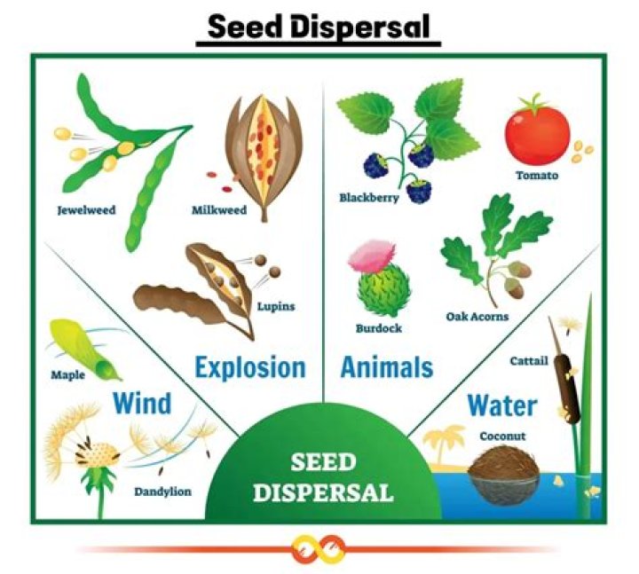 What does seed time mean?