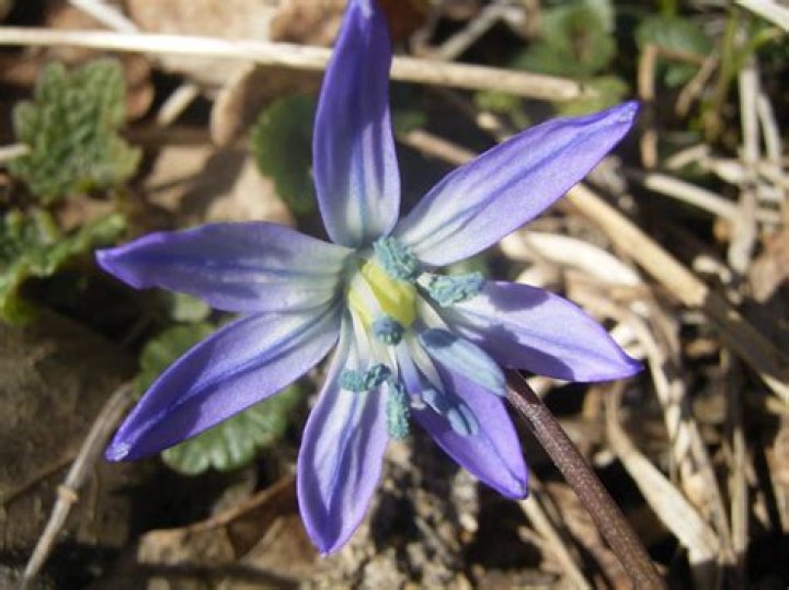 What does siberian squill look like?