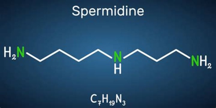What does spermidine mean?