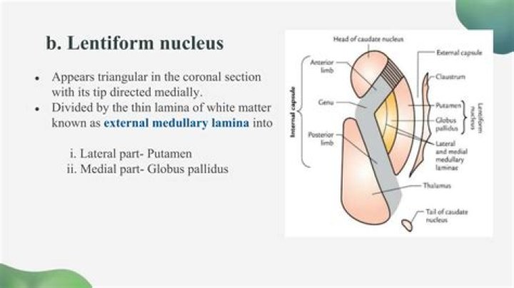 What does the left lentiform nucleus do?