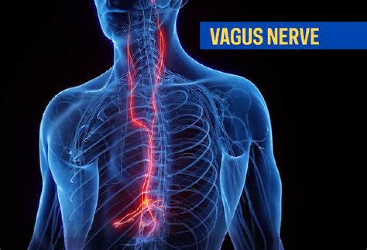 What does the vagus nerve do?