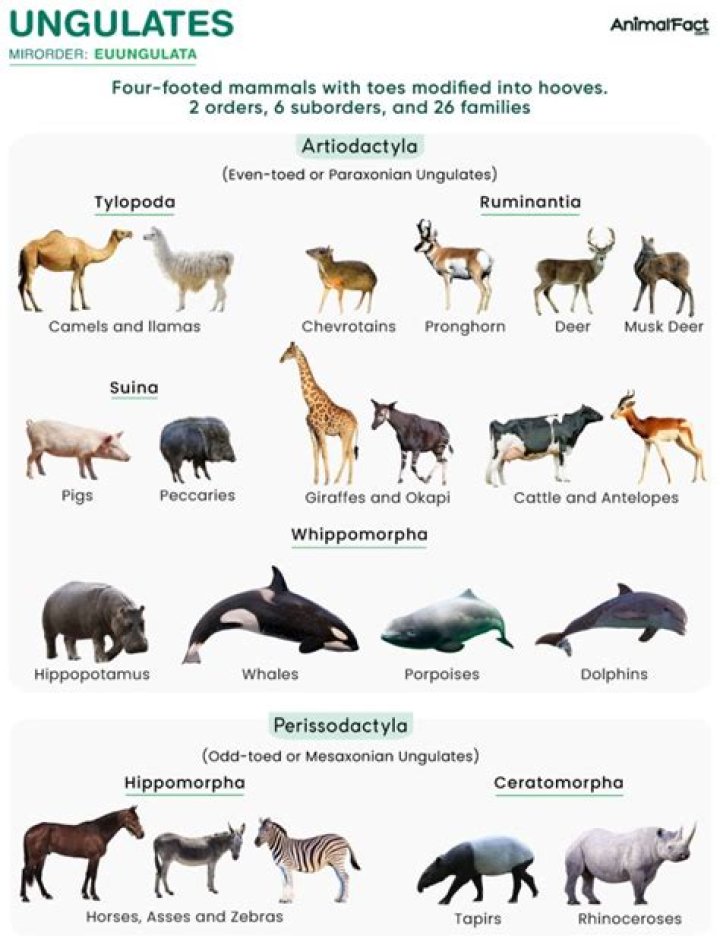 What does ungulate mean in science?