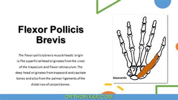 What flexor pollicis brevis?