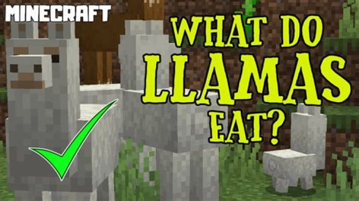 What food do llamas eat?