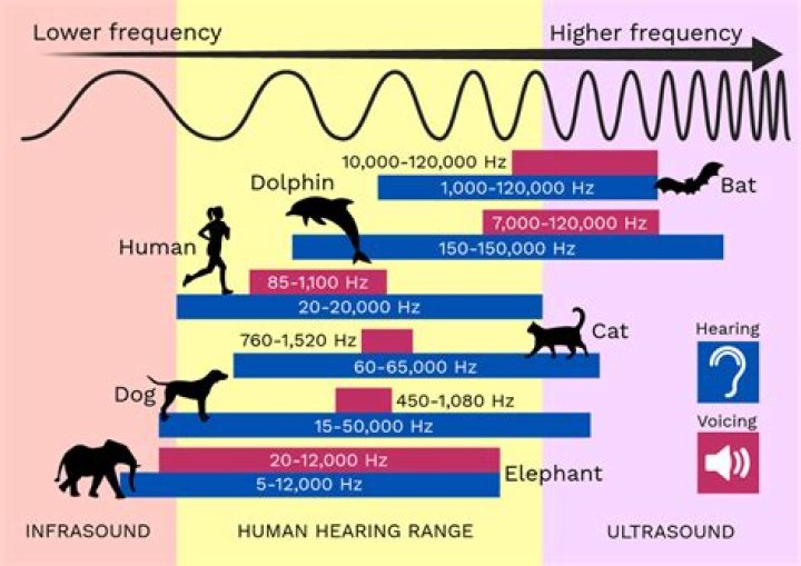 What frequency annoys cats?